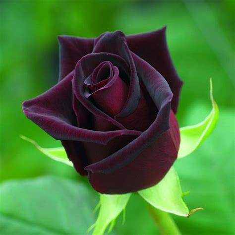 Black magic roses bouqust